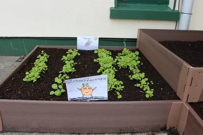 A raised vegetable bed planted by pupils outside the school