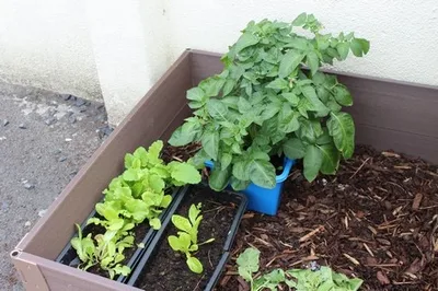 A planter of lettuce and herbs grown by pupils